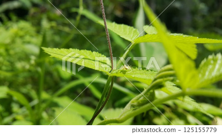 Lynx spider on fresh leaves. Shot in the forest. Striped lynx spider, Family Oxyopidae, Telamonia dimidiata, peucetia viridans, araneomorph. Lynx spider on fresh leaves. Shot in the forest. Striped lynx spider, Family Oxyopidae, Telamonia dimidiata, peucetia viridans, araneomorph. 125155779