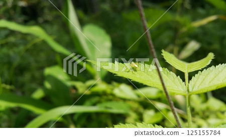 Lynx spider on fresh leaves. Shot in the forest. Striped lynx spider, Family Oxyopidae, Telamonia dimidiata, peucetia viridans, araneomorph. Lynx spider on fresh leaves. Shot in the forest. Striped lynx spider, Family Oxyopidae, Telamonia dimidiata, peucetia viridans, araneomorph. 125155784