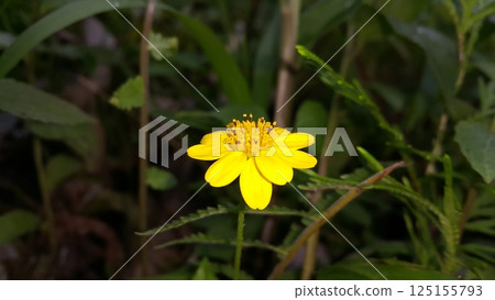 Melanthera biflora also known as sea daisy, beach daisy and sea ox-eye, is a species of flowering plant in the family Asteraceae. Wedelia biflora, melanthera, wollastonia biflora, wedelia prostrata. 125155793