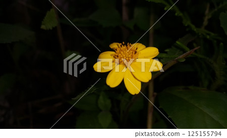 Melanthera biflora also known as sea daisy, beach daisy and sea ox-eye, is a species of flowering plant in the family Asteraceae. Wedelia biflora, melanthera, wollastonia biflora, wedelia prostrata. 125155794