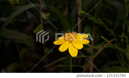 Melanthera biflora also known as sea daisy, beach daisy and sea ox-eye, is a species of flowering plant in the family Asteraceae. Wedelia biflora, melanthera, wollastonia biflora, wedelia prostrata. 125155795