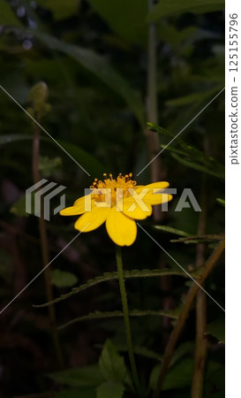 Melanthera biflora also known as sea daisy, beach daisy and sea ox-eye, is a species of flowering plant in the family Asteraceae. Wedelia biflora, melanthera, wollastonia biflora, wedelia prostrata. 125155796