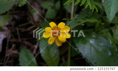 Melanthera biflora also known as sea daisy, beach daisy and sea ox-eye, is a species of flowering plant in the family Asteraceae. Wedelia biflora, melanthera, wollastonia biflora, wedelia prostrata. 125155797