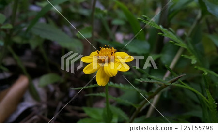Melanthera biflora also known as sea daisy, beach daisy and sea ox-eye, is a species of flowering plant in the family Asteraceae. Wedelia biflora, melanthera, wollastonia biflora, wedelia prostrata. 125155798