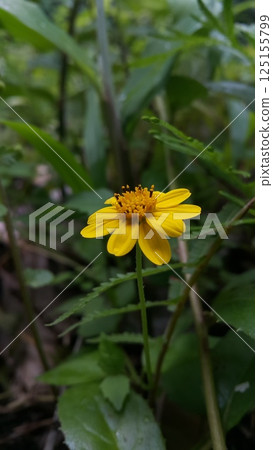 Melanthera biflora also known as sea daisy, beach daisy and sea ox-eye, is a species of flowering plant in the family Asteraceae. Wedelia biflora, melanthera, wollastonia biflora, wedelia prostrata. 125155799