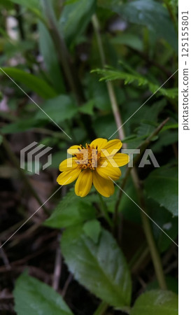 Melanthera biflora also known as sea daisy, beach daisy and sea ox-eye, is a species of flowering plant in the family Asteraceae. Wedelia biflora, melanthera, wollastonia biflora, wedelia prostrata. 125155801