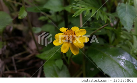 Melanthera biflora also known as sea daisy, beach daisy and sea ox-eye, is a species of flowering plant in the family Asteraceae. Wedelia biflora, melanthera, wollastonia biflora, wedelia prostrata. 125155802