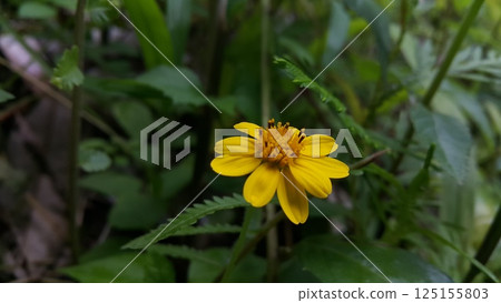 Melanthera biflora also known as sea daisy, beach daisy and sea ox-eye, is a species of flowering plant in the family Asteraceae. Wedelia biflora, melanthera, wollastonia biflora, wedelia prostrata. 125155803