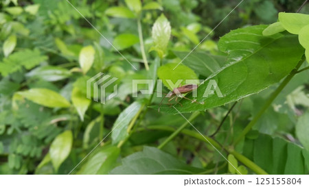 Riptortus Linearis, Lupine Bug, Genus Mozena, Slender Rice Bug, Anisoscelis marginellus, Anisoscelis luridus, Riptortus dentipes. 125155804