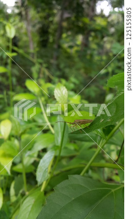 Riptortus Linearis, Lupine Bug, Genus Mozena, Slender Rice Bug, Anisoscelis marginellus, Anisoscelis luridus, Riptortus dentipes. Riptortus Linearis, Lupine Bug, Genus Mozena, Slender Rice Bug, Anisoscelis marginellus, Anisoscelis luridus, Riptortus dentipes. 125155805