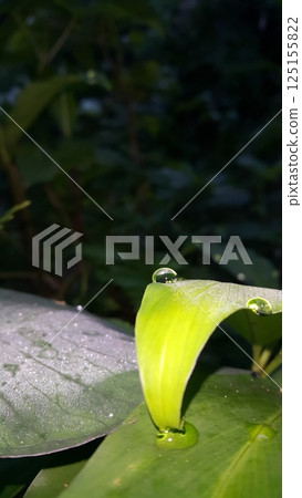 The leaf wallpaper was shot at night. Fresh green leaf with water drop, relaxation nature concept. Shot in forest. The leaf wallpaper was shot at night. Fresh green leaf with water drop, relaxation nature concept. Shot in forest. 125155822