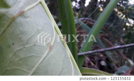 Scolypopa australis on leaf. Shot in the forest. Passionvine hopper , Nilaparvata Lugens, Hemiptera Fulgoridae, Planthopper Nymph, Fulgoromorpha. 125155832