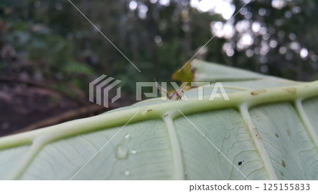 Scolypopa australis on leaf. Shot in the forest. Passionvine hopper , Nilaparvata Lugens, Hemiptera Fulgoridae, Planthopper Nymph, Fulgoromorpha. Scolypopa australis on leaf. Shot in the forest. Passionvine hopper , Nilaparvata Lugens, Hemiptera Fulgoridae, Planthopper Nymph, Fulgoromorpha. 125155833