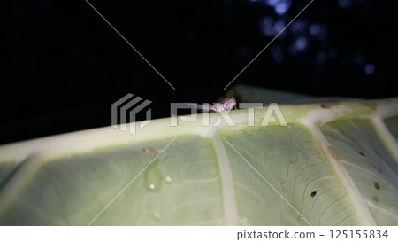 Scolypopa australis on leaf. Shot in the forest. Passionvine hopper , Nilaparvata Lugens, Hemiptera Fulgoridae, Planthopper Nymph, Fulgoromorpha. Scolypopa australis on leaf. Shot in the forest. Passionvine hopper , Nilaparvata Lugens, Hemiptera Fulgoridae, Planthopper Nymph, Fulgoromorpha. 125155834