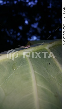Scolypopa australis on leaf. Shot in the forest. Passionvine hopper , Nilaparvata Lugens, Hemiptera Fulgoridae, Planthopper Nymph, Fulgoromorpha. Scolypopa australis on leaf. Shot in the forest. Passionvine hopper , Nilaparvata Lugens, Hemiptera Fulgoridae, Planthopper Nymph, Fulgoromorpha. 125155835