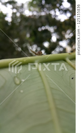 Scolypopa australis on leaf. Shot in the forest. Passionvine hopper , Nilaparvata Lugens, Hemiptera Fulgoridae, Planthopper Nymph, Fulgoromorpha. Scolypopa australis on leaf. Shot in the forest. Passionvine hopper , Nilaparvata Lugens, Hemiptera Fulgoridae, Planthopper Nymph, Fulgoromorpha. 125155836