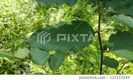 Dark green leaf background. Shot in forest. Dark green leaf background. Shot in forest. 125155844