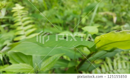 Green rounded Issid Planthopper perched on a leaf. Shot in jungle. This odd little planthopper is known from Sumatra and Java (west&central). 125155850