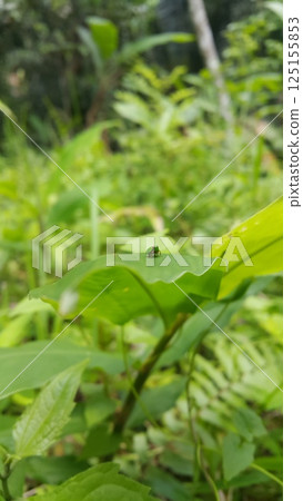 Green rounded Issid Planthopper perched on a leaf. Shot in jungle. This odd little planthopper is known from Sumatra and Java (west&central). 125155853