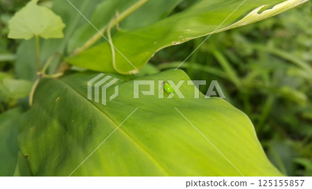 Green rounded Issid Planthopper perched on a leaf. Shot in jungle. This odd little planthopper is known from Sumatra and Java (west¢ral). Green rounded Issid Planthopper perched on a leaf. Shot in jungle. This odd little planthopper is known from Sumatra and Java (west¢ral). 125155857