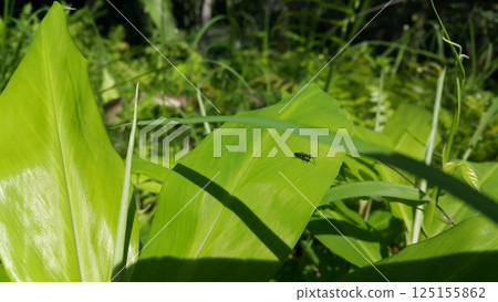 Hermetia illucens, the black soldier fly, is a common and widespread fly of the family Stratiomyidae. Black soldier fly, Hermetia illucens, Chloropidae, Nemotelus pantherinu. 125155862