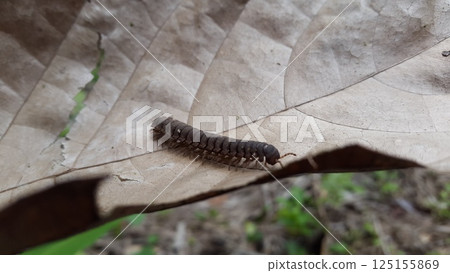 Myriapoda, Centipedes, Millipedes, Diplopoda, Polydesmida, Epanerchodus, Coromus vittatus vittatus. Shot in forest. 125155869