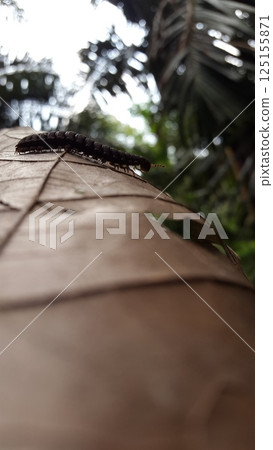 Myriapoda, Centipedes, Millipedes, Diplopoda, Polydesmida, Epanerchodus, Coromus vittatus vittatus. Shot in forest. Myriapoda, Centipedes, Millipedes, Diplopoda, Polydesmida, Epanerchodus, Coromus vittatus vittatus. Shot in forest. 125155871