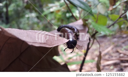 The goliath millipede (Neoarchispirostreptus americana), also known as the giant American millipde. American giant millipede, Common millipede, Archispirostreptus gigas, Giant African Millipede. The goliath millipede (Neoarchispirostreptus americana), also known as the giant American millipde. American giant millipede, Common millipede, Archispirostreptus gigas, Giant African Millipede. 125155882
