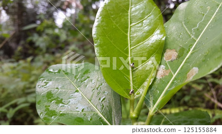 The white Shoryobatta is still small perched on green leaves. Shot in jungle. Shoryobatta, Chinese grasshopper, oriental long-headed grasshopper/locust. Insects, Orthoptera, Acrididae, Arthropoda. 125155884