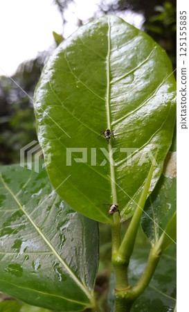 The white Shoryobatta is still small perched on green leaves. Shot in jungle. Shoryobatta, Chinese grasshopper, oriental long-headed grasshopper/locust. Insects, Orthoptera, Acrididae, Arthropoda. The white Shoryobatta is still small perched on green leaves. Shot in jungle. Shoryobatta, Chinese grasshopper, oriental long-headed grasshopper/locust. Insects, Orthoptera, Acrididae, Arthropoda. 125155885