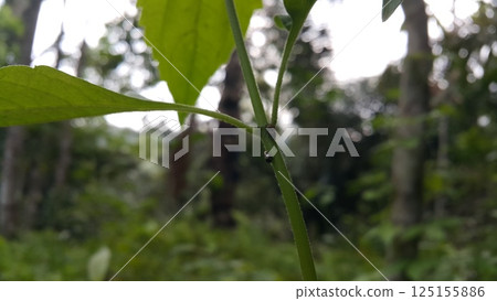 Penthimia americana is a species of leafhopper in the family Cicadellidae. Bathyllus albicinctus, Genus Erechtia, Membracidae insects, Vanduzea triguttata, Telamona reclivata, Stictocephala diceros. Penthimia americana is a species of leafhopper in the family Cicadellidae. Bathyllus albicinctus, Genus Erechtia, Membracidae insects, Vanduzea triguttata, Telamona reclivata, Stictocephala diceros. 125155886