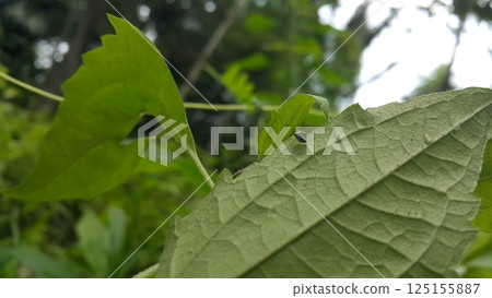 Phintella bifurcilinea perched on a leaf. Shot in forest. This spider is usually found in China, Korea, Vietnam, Japan. Phintella bifurcilinea is a type of spider belonging to the Salticidae family. 125155887