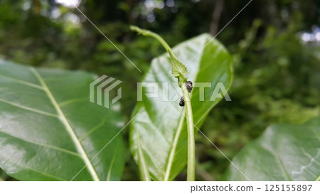 Vanduzea triguttata perched on a plant stem. Shot in the forest. Penthimia americana, Membracidae insects, Telamona reclivata, Stictocephala diceros, Publilia concava, Cyrtolobus tuberosus. 125155897