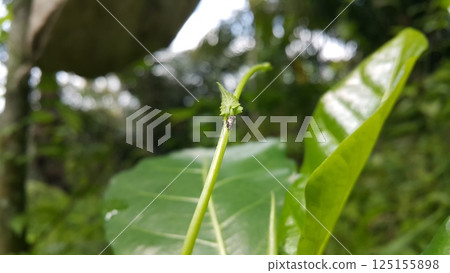 Vanduzea triguttata perched on a plant stem. Shot in the forest. Penthimia americana, Membracidae insects, Telamona reclivata, Stictocephala diceros, Publilia concava, Cyrtolobus tuberosus. 125155898