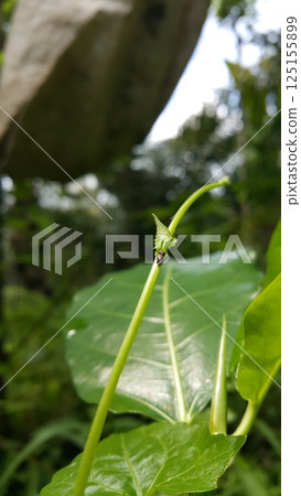 Vanduzea triguttata perched on a plant stem. Shot in the forest. Penthimia americana, Membracidae insects, Telamona reclivata, Stictocephala diceros, Publilia concava, Cyrtolobus tuberosus. 125155899