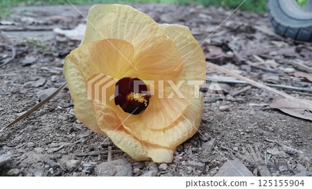 Hibiscus tiliaceus ditemukan digunung. Kembang sepatu tiliaceus, Talipariti, Malvaceae. The sea hibiscus (Hibiscus tiliaceus) is a flowering tree native to coastlines around the tropics. Hibiscus tiliaceus ditemukan digunung. Kembang sepatu tiliaceus, Talipariti, Malvaceae. The sea hibiscus (Hibiscus tiliaceus) is a flowering tree native to coastlines around the tropics. 125155904