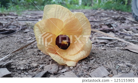 Hibiscus tiliaceus ditemukan digunung. Kembang sepatu tiliaceus, Talipariti, Malvaceae. The sea hibiscus (Hibiscus tiliaceus) is a flowering tree native to coastlines around the tropics. Hibiscus tiliaceus ditemukan digunung. Kembang sepatu tiliaceus, Talipariti, Malvaceae. The sea hibiscus (Hibiscus tiliaceus) is a flowering tree native to coastlines around the tropics. 125155905