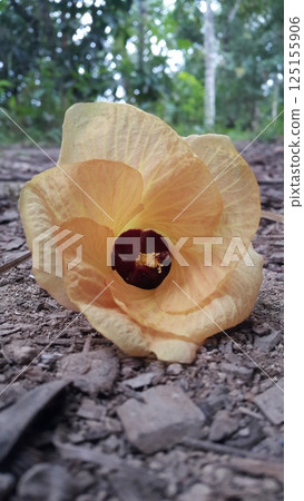 Hibiscus tiliaceus ditemukan digunung. Kembang sepatu tiliaceus, Talipariti, Malvaceae. The sea hibiscus (Hibiscus tiliaceus) is a flowering tree native to coastlines around the tropics. Hibiscus tiliaceus ditemukan digunung. Kembang sepatu tiliaceus, Talipariti, Malvaceae. The sea hibiscus (Hibiscus tiliaceus) is a flowering tree native to coastlines around the tropics. 125155906