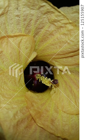 Hibiscus tiliaceus ditemukan digunung. Kembang sepatu tiliaceus, Talipariti, Malvaceae. The sea hibiscus (Hibiscus tiliaceus) is a flowering tree native to coastlines around the tropics. Hibiscus tiliaceus ditemukan digunung. Kembang sepatu tiliaceus, Talipariti, Malvaceae. The sea hibiscus (Hibiscus tiliaceus) is a flowering tree native to coastlines around the tropics. 125155907
