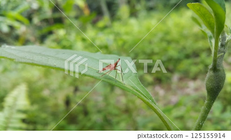 Dictyophara perches on green plants. Shot in the forest. Dictyopharidae, Planthopper Nymph, red treehopper nymph, Pandanus planthopper, Flatidae, Dictyophara nakanonis. 125155914