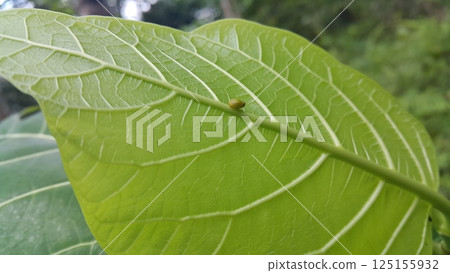 Green Rounded Planthopper perches on a textured plant leaf. Shot in jungle. This odd little planthopper is known from Sumatra and Java (west&central). 125155932