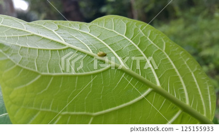 Green Rounded Planthopper perches on a textured plant leaf. Shot in jungle. This odd little planthopper is known from Sumatra and Java (west&central). 125155933