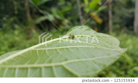 Green Rounded Planthopper perches on a textured plant leaf. Shot in jungle. This odd little planthopper is known from Sumatra and Java (west&central). 125155934