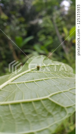 Green Rounded Planthopper perches on a textured plant leaf. Shot in jungle. This odd little planthopper is known from Sumatra and Java (west&central). 125155935