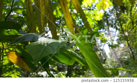 Aulacophora foveicollis perched on a leaf. Shot in the forest. It is a foliar pest of members of the Cucurbitaceae, particularly the pumpkin. It is also a pest of millets in India. Aulacophora foveicollis perched on a leaf. Shot in the forest. It is a foliar pest of members of the Cucurbitaceae, particularly the pumpkin. It is also a pest of millets in India. 125155938
