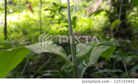 Jumping spiders were targeted in the forest. Jumping spiders of the Family Salticidae. Elegant Golden Jumper, Chrysilla volupe, jumping spider, Genus Sidusa. 125155942