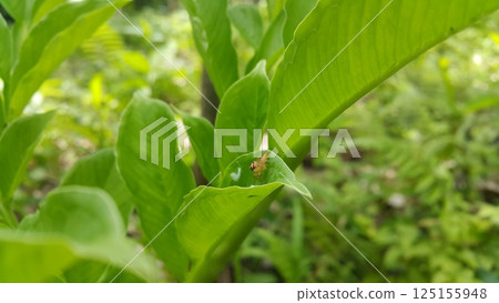 Thyene inflata on green plant leaves. The two-striped jumper, or Telamonia dimidiata, is a jumping spider found in various Asian tropical rain forests, in foliage in wooded environments. mopsus mormon Thyene inflata on green plant leaves. The two-striped jumper, or Telamonia dimidiata, is a jumping spider found in various Asian tropical rain forests, in foliage in wooded environments. mopsus mormon 125155948