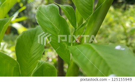 Thyene inflata on green plant leaves. The two-striped jumper, or Telamonia dimidiata, is a jumping spider found in various Asian tropical rain forests, in foliage in wooded environments. mopsus mormon Thyene inflata on green plant leaves. The two-striped jumper, or Telamonia dimidiata, is a jumping spider found in various Asian tropical rain forests, in foliage in wooded environments. mopsus mormon 125155949