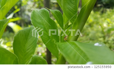 Thyene inflata on green plant leaves. The two-striped jumper, or Telamonia dimidiata, is a jumping spider found in various Asian tropical rain forests, in foliage in wooded environments. mopsus mormon 125155950