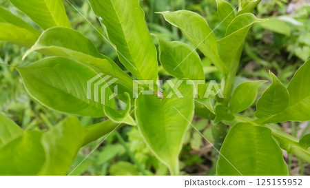 Thyene inflata on green plant leaves. The two-striped jumper, or Telamonia dimidiata, is a jumping spider found in various Asian tropical rain forests, in foliage in wooded environments. mopsus mormon 125155952